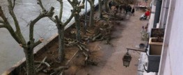 L’abattage des platanes du Quai Veil Picard a débuté ce lundi matin